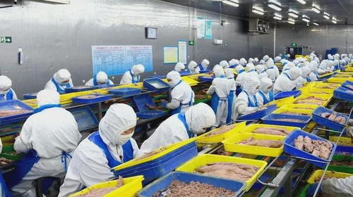 石島創新海洋科技，生物技術助力漁業產業鏈增值